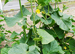 フローレンスケア港南台の菜園