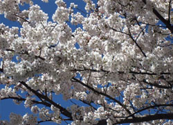 ベストライフ熱海の施設の桜