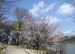 ベストライフ愛知の近所の公園の桜