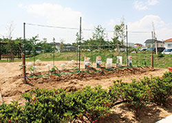 櫻乃苑浜松富塚の庭・家庭菜園