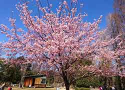 みんなの家・中浦和の別所沼公園の桜